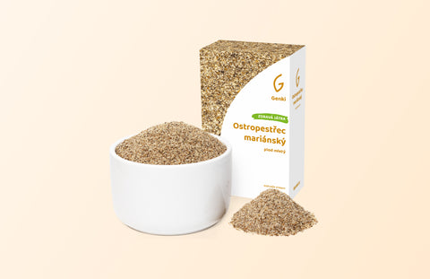 Ostropestřec mariánský: účinky, příprava a dávkování krále detoxu