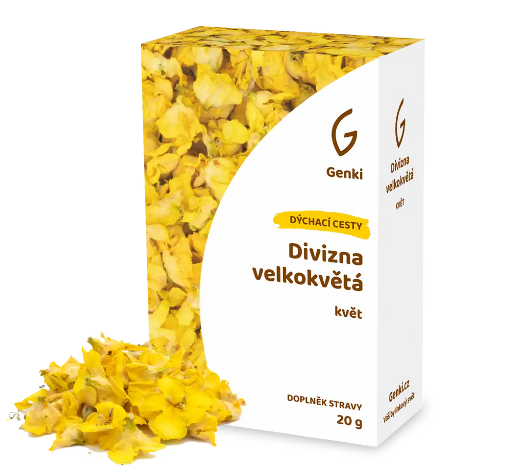 Divizna velkokvětá - květ
