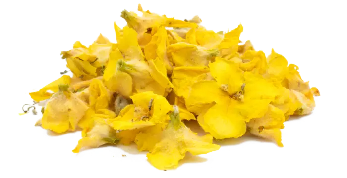 Divizna velkokvětá - květ