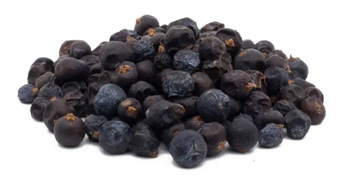 Jalovec obecný - plod