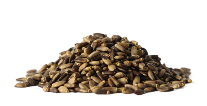 Ostropestřec mariánský - plod celý